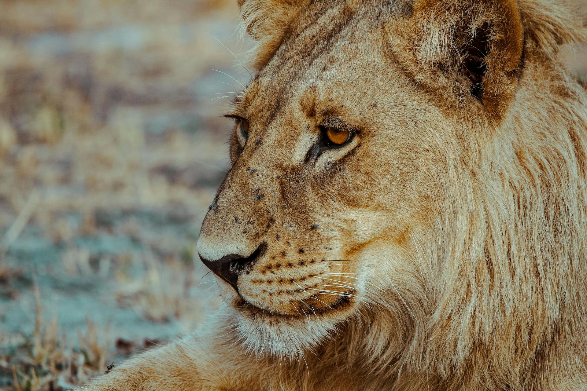 Tanzania Wildlife